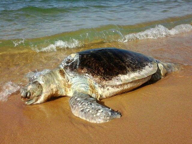 Eine tote Wasserschildkröte hat es an den Strand gespült.